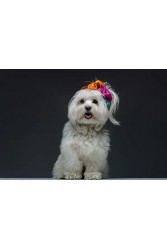 EMMANUELLE SILK Vivid scrunchy